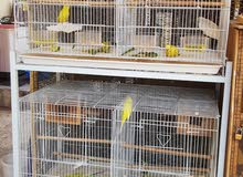 8pieces breeding budgies Free Large Cage 8pieces breeding budgies Free Large Cage