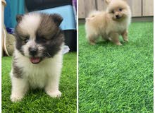 Mini Pomeranian Mini Pomeranian