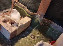 زوج زينه الصلي ربه كلش حلوات وجواهن افراخ الوصف زوج زينه الصلي ربه كلش حلوات وجواهن افراخ الوصف