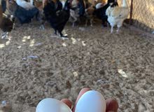 دجاج وبيض جميع الأنواع دجاج وبيض جميع الأنواع