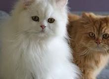 Wanted قطة شيرازي انثى تكون 5 او 4 شهور Wanted قطة شيرازي انثى تكون 5 او 4 شهور