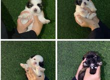 Shitzu puppys Shitzu puppys