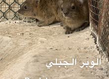 للبيع زوج وبر للبيع زوج وبر