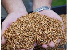 دود القبابي الحي الميل ورم دود القبابي الحي الميل ورم