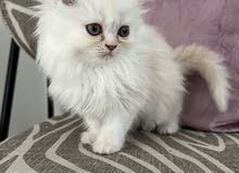 قطة شيرازية Kitten قطة شيرازية Kitten