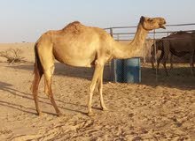 ناقة لبيع تحته قعود ناقة لبيع تحته قعود