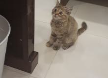 4 Months Sherazi Cat for Sale - 2000 SR 4 Months Sherazi Cat for Sale - 2000 SR