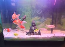 Fish tank and accessories Fish tank and accessories