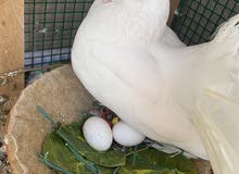 Shami Pigoen with big Cage for Sale Shami Pigoen with big Cage for Sale