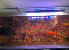 Fish Tank for Sale ( URGENT ) Fish Tank for Sale ( URGENT )