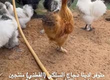 دجاج السلكي