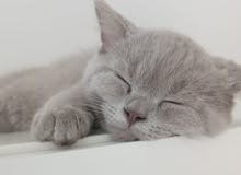 Lilac British Shorthair Lilac British Shorthair