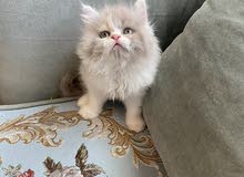 للبيع قطوه للبيع قطوه