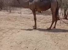أبل ناقه أبل ناقه