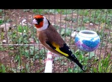 مطلوب طيور حساسين مطلوب طيور حساسين