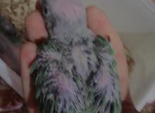 أفراخ دره أقره الوصف أفراخ دره أقره الوصف
