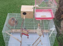 Bird Cage + more Bird Cage + more