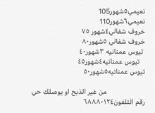 لبيع خرفان او تيوس لبيع خرفان او تيوس
