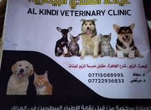 قط شيرازي ذكر قط شيرازي ذكر