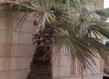 نخلتين واشنطونيا مجانا نخلتين واشنطونيا مجانا