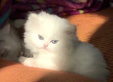 Pure Bred Siberian Kittens USA EXPORTED Pure Bred Siberian Kittens USA EXPORTED
