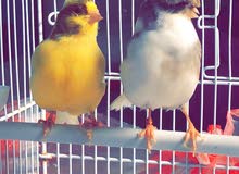 كناريات ذكور مغرده للبيع وبادجي هوجو كناريات ذكور مغرده للبيع وبادجي هوجو