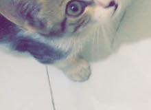 قطه للتبني قطه للتبني