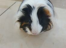 3 guinea pig for sale 3 guinea pig for sale