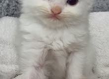 Pure Persian Kittens 2500AED