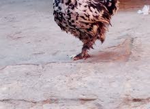 دجاجه كوشن دجاجه كوشن