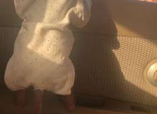 انثى البابون للبيع عمرها سنه وشهرين معها جواز انثى البابون للبيع عمرها سنه وشهرين معها جواز
