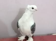 ستلايت فحله ستلايت فحله