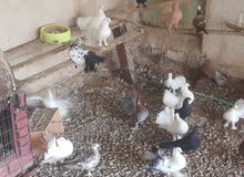 طيور زينة طيور زينة