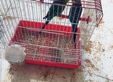 كوبيه الله يبارك علي دحي نفخه كوبيه الله يبارك علي دحي نفخه