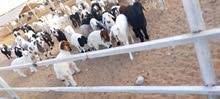 أغنام للبيع لجميع الأغراض التربية والذبح أغنام للبيع لجميع الأغراض التربية والذبح