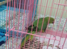 indian ringneck indian ringneck