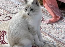 قطه هيمالايا عمرها 6 شهور قطه هيمالايا عمرها 6 شهور