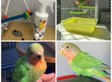 طيران حر ممتاز lovebird طيران حر ممتاز lovebird