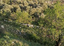 Farm Land for Sale in Jerash Soof