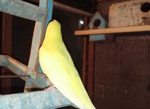 زوجين طيور حب عيون الحمر الهولندي سعر زوج 25 الف زوجين طيور حب عيون الحمر الهولندي سعر زوج 25 الف