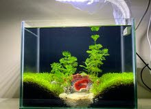 Aquarium with fish & all accessories Aquarium with fish & all accessories