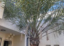 Finest Saudi Khalas date trees