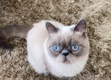 exo himalayan scotch male exo himalayan scotch male