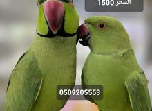 للبيع دره اليف زوج للبيع دره اليف زوج