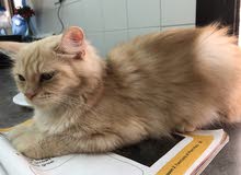 persian brown cat (female) persian brown cat (female)