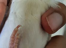 lovebirds for sale tamed lovebirds for sale tamed