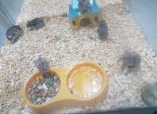 Dwarf Hamsters Dwarf Hamsters