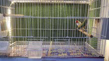 gouldian finch breeder pair with cage and accessories gouldian finch breeder pair with cage and accessories