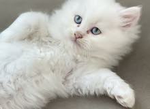 male kitten two month old male kitten two month old