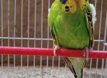 شاب انجليزي مستوي عالي بن رسايل شاب انجليزي مستوي عالي بن رسايل